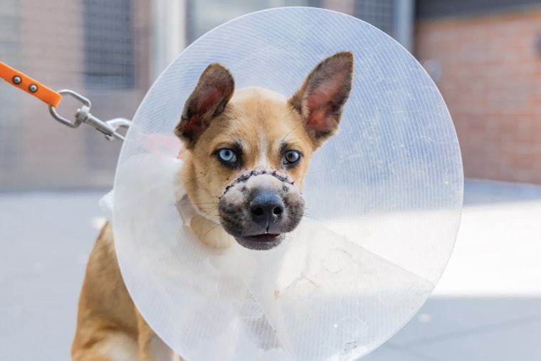 Queens Puppies Dumped With Muzzles Wired Shut Now Up For Adoption in NYC