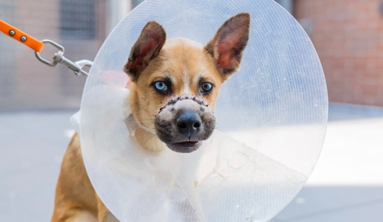 Queens Puppies Dumped With Muzzles Wired Shut Now Up For Adoption in NYC