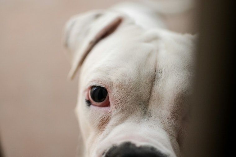 Quincy Pit Bull Bites Rider at MBTA Station, Owner Vanishes