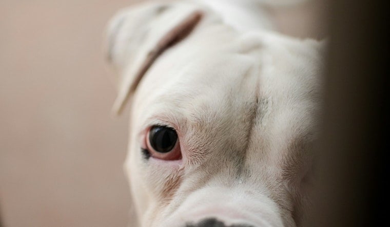 Quincy Pit Bull Bites Rider at MBTA Station, Owner Vanishes