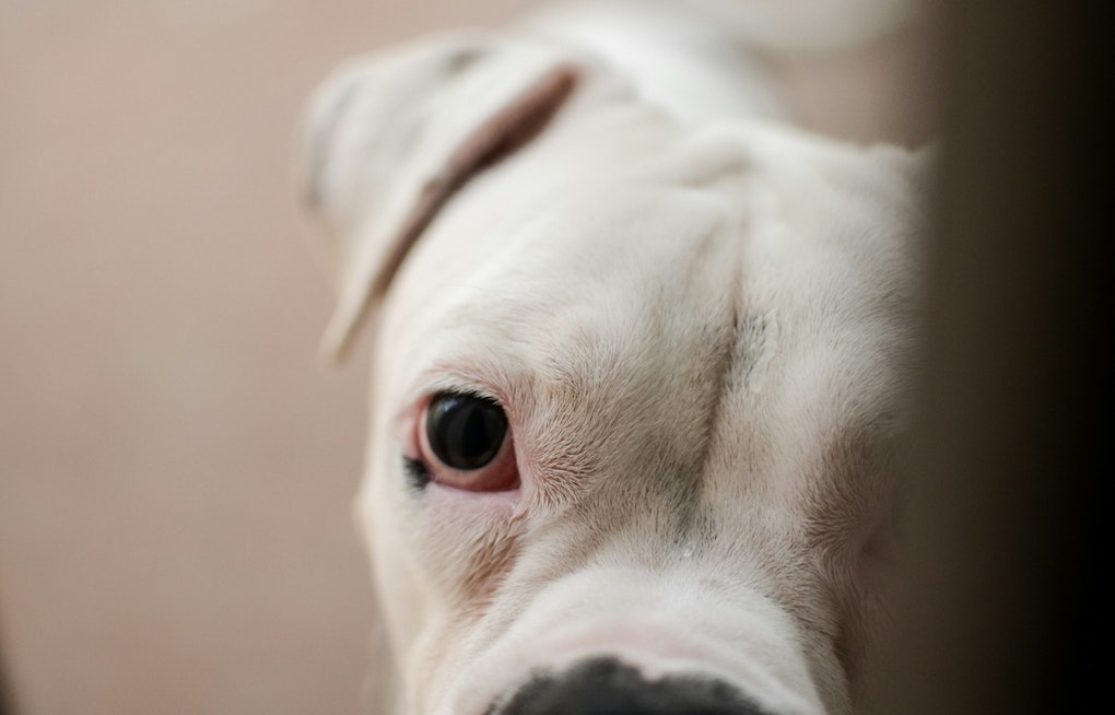 Quincy Pit Bull Bites Rider at MBTA Station, Owner Vanishes