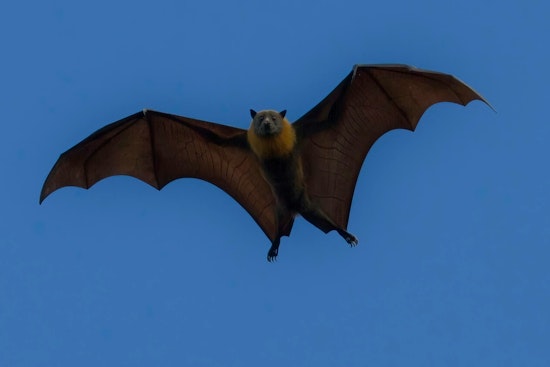 Rabid Bats and a Skunk Turn Up in Four SC Counties, Nine Goats Exposed