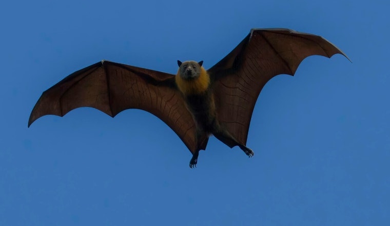 Rabid Bats and a Skunk Turn Up in Four SC Counties, Nine Goats Exposed