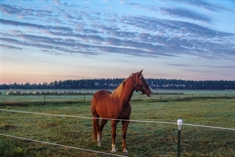 Rabid Horse Near Wire Road Exposes 13 People in Aiken County