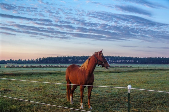 Rabid Horse Near Wire Road Exposes 13 People in Aiken County