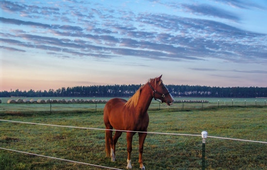 Rabid Horse Near Wire Road Exposes 13 People in Aiken County