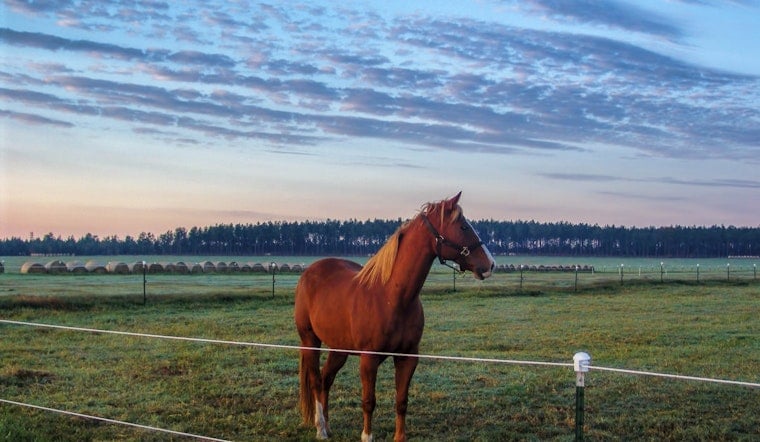 Rabid Horse Near Wire Road Exposes 13 People in Aiken County