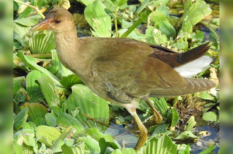 Rare Purple Gallinule Lures Birders To Irvine Marsh For First Time Ever