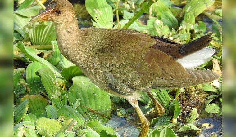 Rare Purple Gallinule Lures Birders To Irvine Marsh For First Time Ever