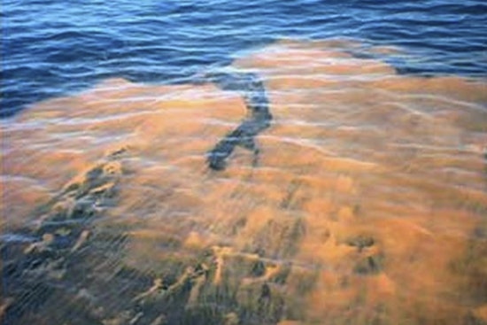 Rare Red Tide Hits Fort George Inlet, Jacksonville Beachgoers Rethink Plans