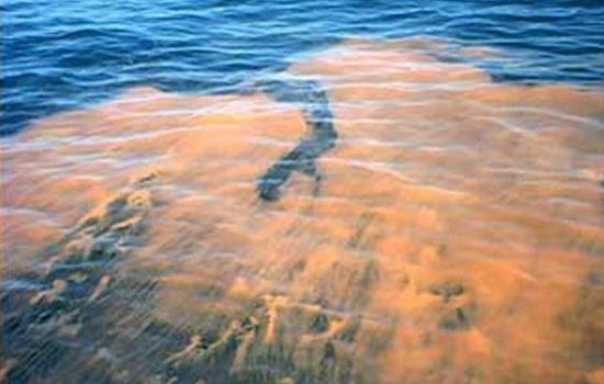 Rare Red Tide Hits Fort George Inlet, Jacksonville Beachgoers Rethink Plans