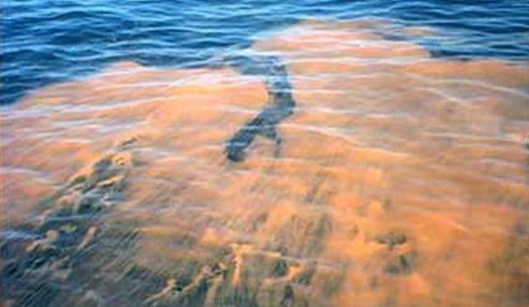 Rare Red Tide Hits Fort George Inlet, Jacksonville Beachgoers Rethink Plans