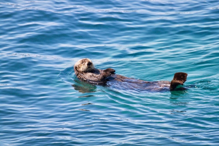 Rare Sea Otter Spotted Near Friday Harbor Has Marine Biologists Buzzing