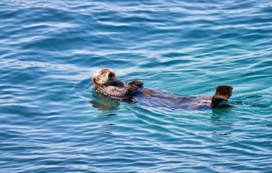 Rare Sea Otter Spotted Near Friday Harbor Has Marine Biologists Buzzing