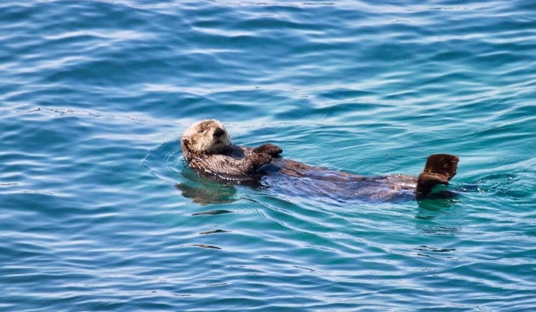 Rare Sea Otter Spotted Near Friday Harbor Has Marine Biologists Buzzing