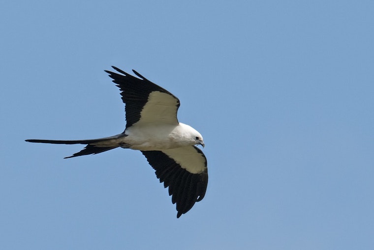 Rare Swallow-Tailed Kites Nest on Cape Cod for First Time Ever