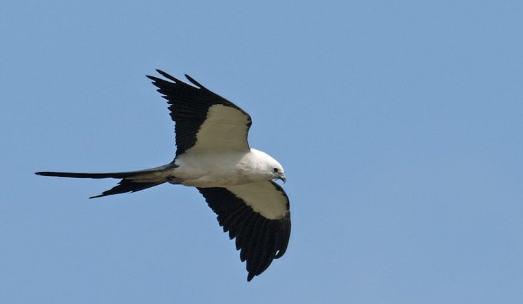 Rare Swallow-Tailed Kites Nest on Cape Cod for First Time Ever