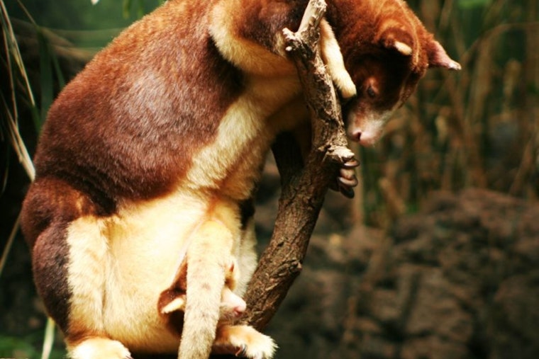 Rare Tree Kangaroo Joey Pokes Head Out at San Antonio Zoo