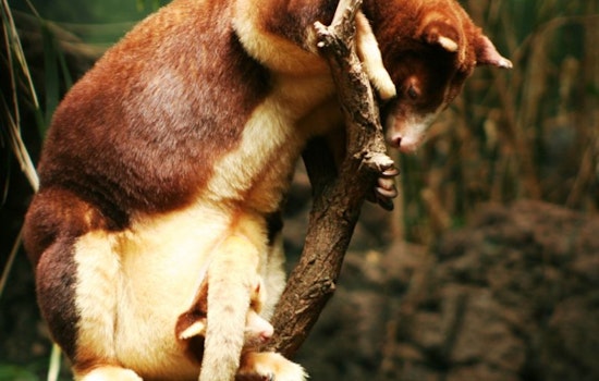 Rare Tree Kangaroo Joey Pokes Head Out at San Antonio Zoo
