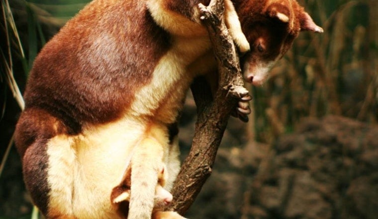 Rare Tree Kangaroo Joey Pokes Head Out at San Antonio Zoo