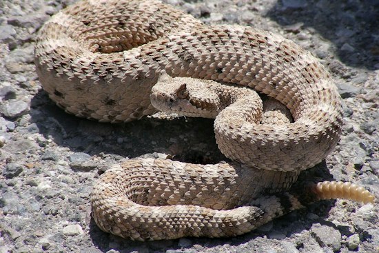 Rattlesnake Emerges From Surf at Crystal Cove, Comedian's Video Goes Viral