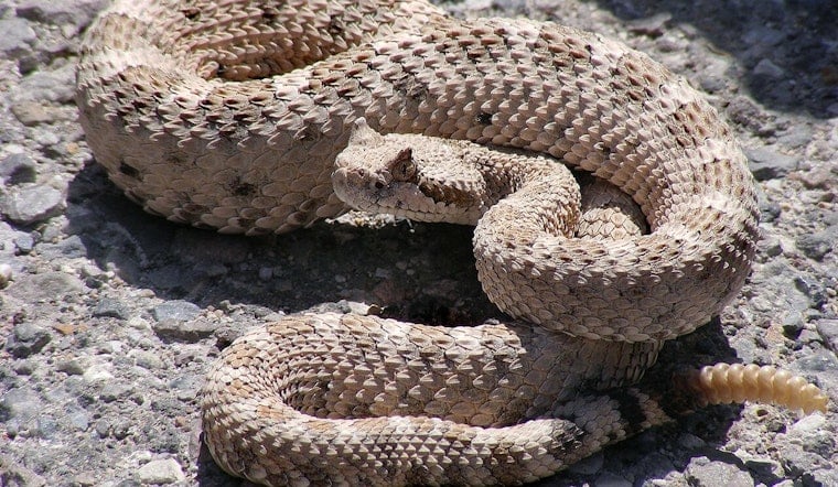 Rattlesnake Emerges From Surf at Crystal Cove, Comedian's Video Goes Viral