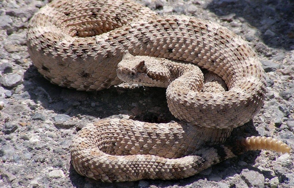 Rattlesnake Emerges From Surf at Crystal Cove, Comedian's Video Goes Viral