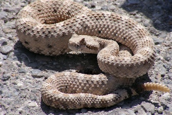 Rattlesnake Strikes Hiker In Bear Canyon, Chopper Crew Battles Thick Canopy