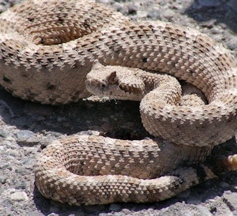 Rattlesnake Strikes Hiker In Bear Canyon, Chopper Crew Battles Thick Canopy