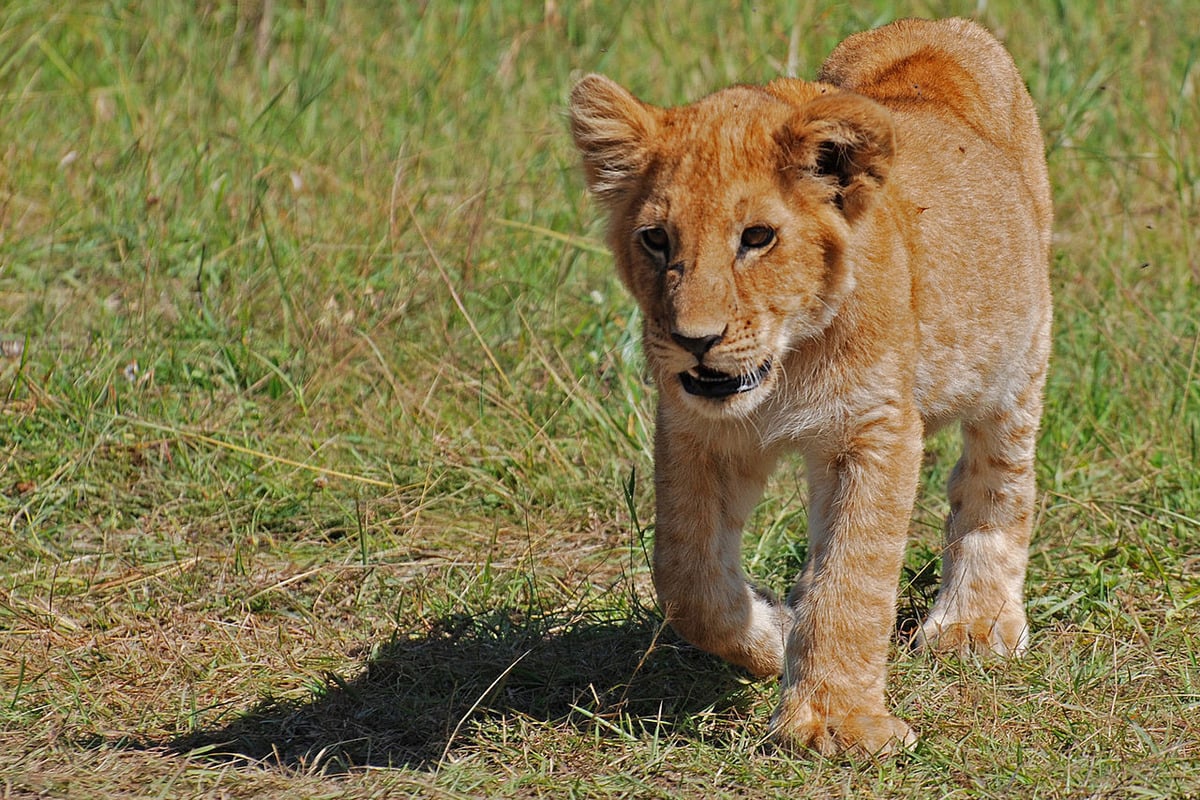 Rescued From Ukraine War, Sandstone Lion Survives Rare Minnesota Fungal Illness