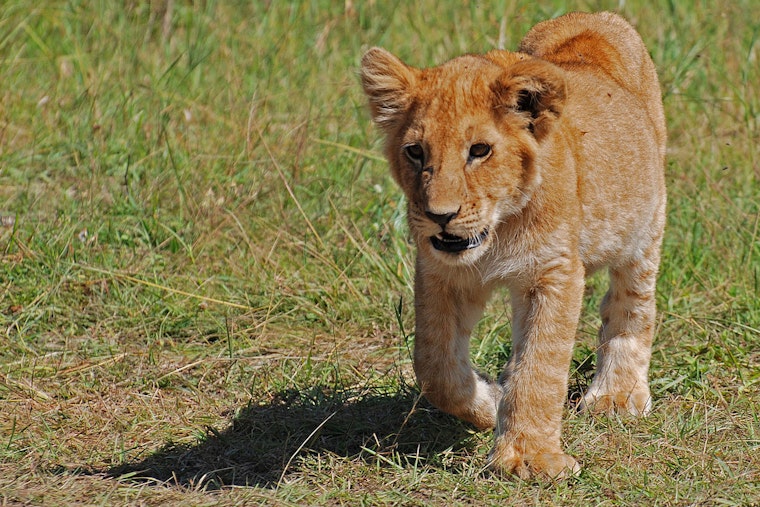 Rescued From Ukraine War, Sandstone Lion Survives Rare Minnesota Fungal Illness