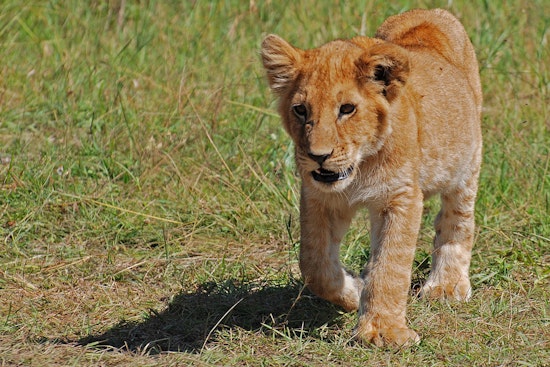 Rescued From Ukraine War, Sandstone Lion Survives Rare Minnesota Fungal Illness
