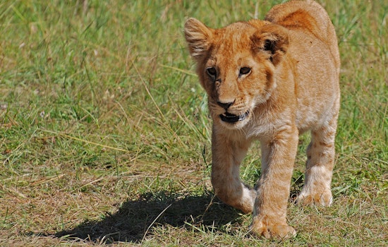 Rescued From Ukraine War, Sandstone Lion Survives Rare Minnesota Fungal Illness