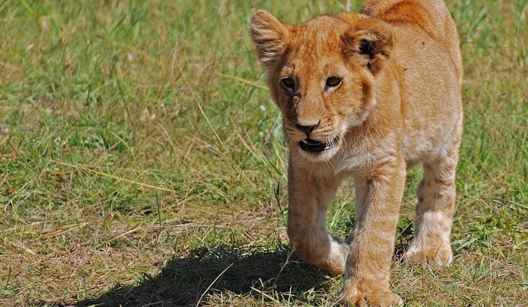 Rescued From Ukraine War, Sandstone Lion Survives Rare Minnesota Fungal Illness