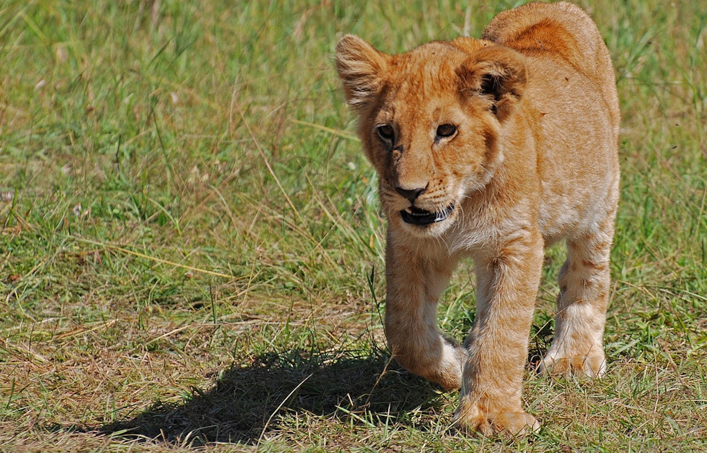 Rescued From Ukraine War, Sandstone Lion Survives Rare Minnesota Fungal Illness