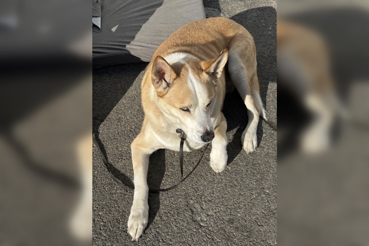 Retired NYPD Officer Shoots, Kills Homeless Man's Dog on Route 118 in Yorktown