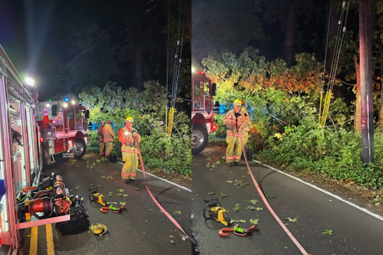 Rollover in Portland's Forest Park Traps Driver, Cat and Dog — All Pulled Free