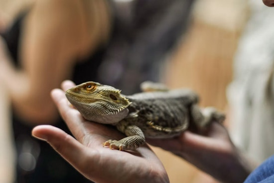 Roseville Reptile Expo Draws Thousands of Snakes, Lizards and Bugs This Weekend