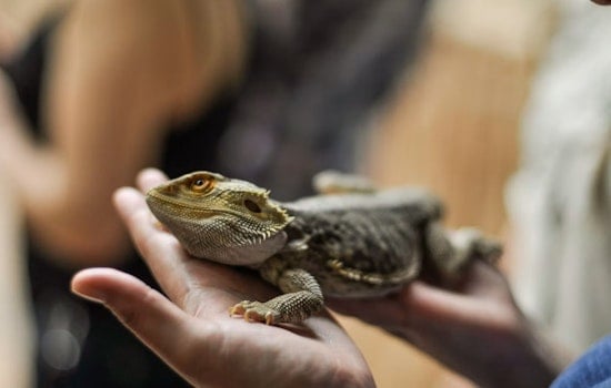 Roseville Reptile Expo Draws Thousands of Snakes, Lizards and Bugs This Weekend