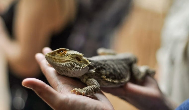 Roseville Reptile Expo Draws Thousands of Snakes, Lizards and Bugs This Weekend