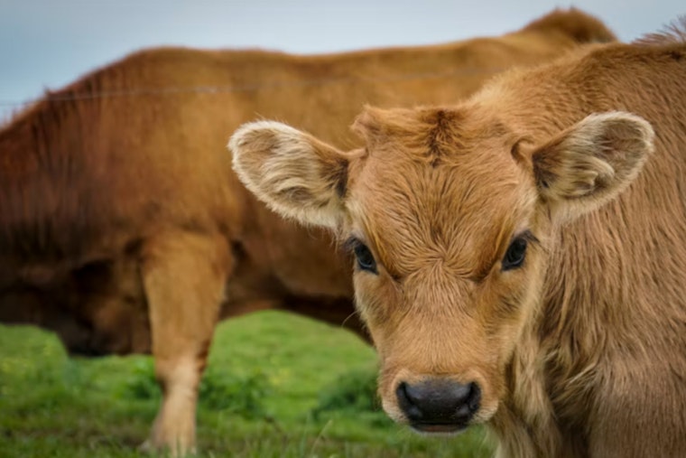 Runaway Bull Calf Nicknamed Moodini Storms San Antonio Walmart, Vanishes Into Drain Tunnel