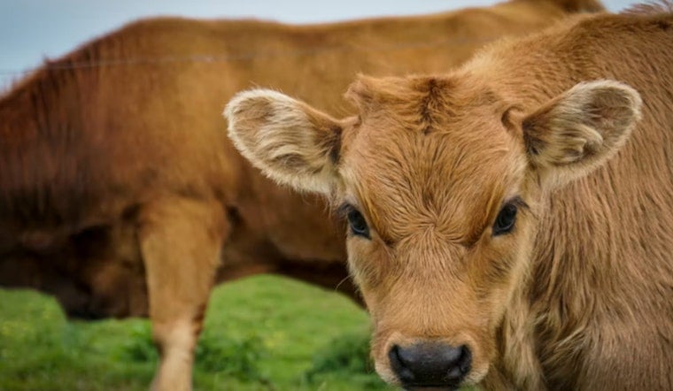Runaway Bull Calf Nicknamed Moodini Storms San Antonio Walmart, Vanishes Into Drain Tunnel