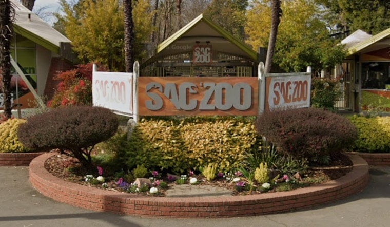Sacramento Zoo Unveils Landmine-Sniffing Rats Near the Cheetah Habitat
