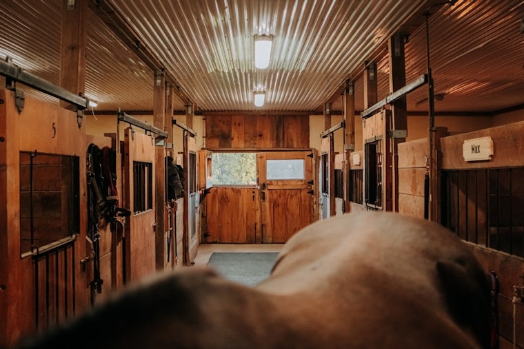 Saddlebred Dies of Suspected Electrocution Night Before Kentucky State Fair Opens
