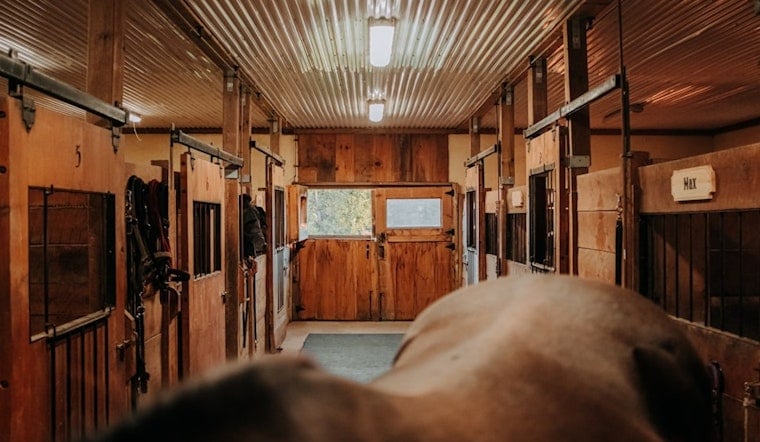 Saddlebred Dies of Suspected Electrocution Night Before Kentucky State Fair Opens