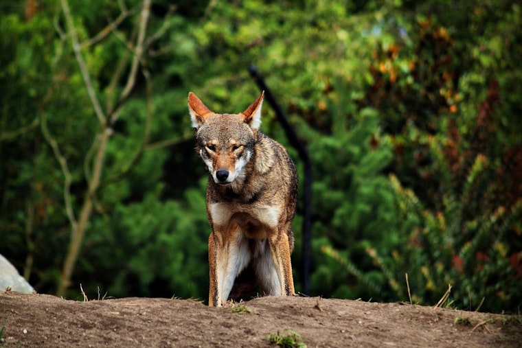 Saint Louis Zoo Wolf Pups Join Wild North Carolina Family in Extinction Fight
