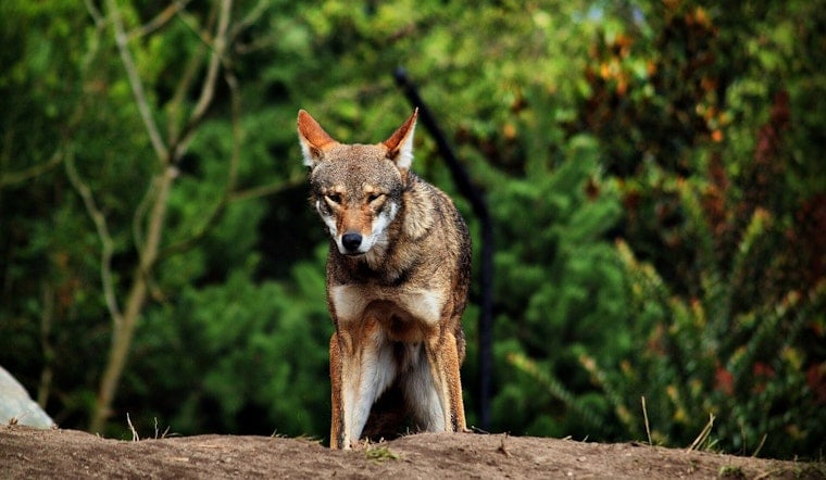 Saint Louis Zoo Wolf Pups Join Wild North Carolina Family in Extinction Fight