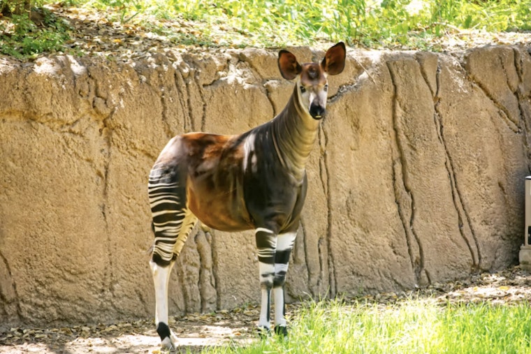 San Antonio Zoo Mourns Epulu, Rare Okapi Whose Death Shakes Tiny Species Program