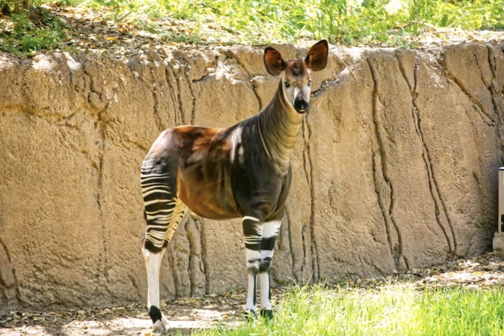 San Antonio Zoo Mourns Epulu, Rare Okapi Whose Death Shakes Tiny Species Program