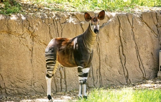 San Antonio Zoo Mourns Epulu, Rare Okapi Whose Death Shakes Tiny Species Program